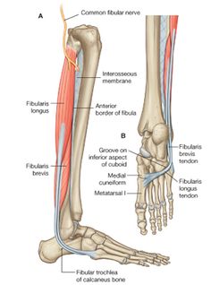 the lower limb is shown in this diagram