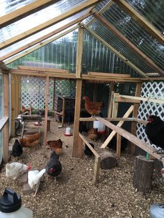 chickens and roosters in a small chicken coop