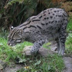 a cat walking across a lush green field