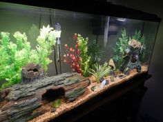 an aquarium with plants and rocks in it