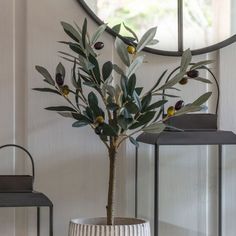 an olive tree in a white vase next to a mirror and lantern light on a table