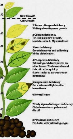 a diagram showing the stages of growth from seed to plant, including leaves and seeds