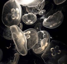 many jellyfish are floating in the water