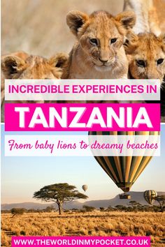 an advertisement for the world's largest zoo in africa, featuring lions and hot air balloons