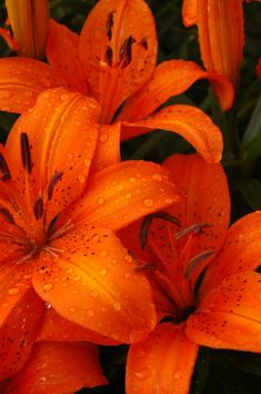 orange lilies with water droplets on them are in the sun and green foliage is behind them