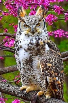 an owl sitting on top of a tree branch with pink flowers in the back ground