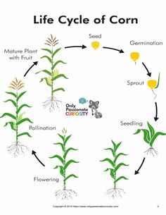 the life cycle of corn is shown in this diagram, which shows how to grow it