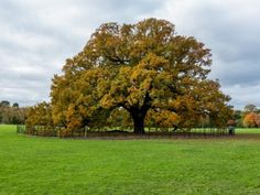 a large tree is in the middle of a grassy field with a fence around it