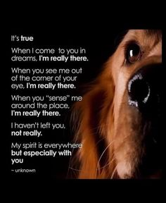 a close up of a dog's face with the words, it's true