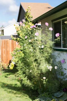 some pink and white flowers in front of a house