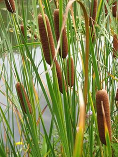 some very pretty plants by the water with lots of leaves on it's stems