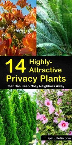 Lush Landscaping Backyards, Hedgerow Ideas, Best Privacy Plants, Plants For Privacy, Gardens Decor, Gardening Essentials, Pool Plants, Nosy Neighbors, Shrubs For Privacy