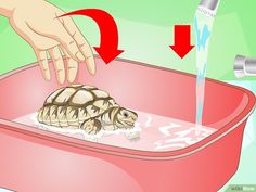 a baby turtle being washed in a bathtub