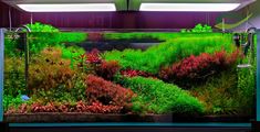 an aquarium filled with lots of green plants and red algae growing on the side of it