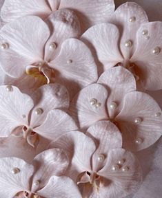 some white flowers with pearls on them