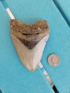 a close up of a fish's tooth on a blue table next to a penny