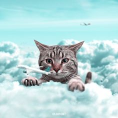 a cat is in the clouds with an airplane flying above it and looking at the camera