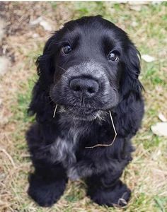 a black dog sitting on top of grass next to a sidewalk and looking up at the camera