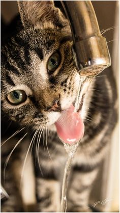 a cat drinking water from a faucet with its tongue hanging out and it's tongue sticking out