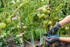 a person with gloves and gardening shears trimming plants