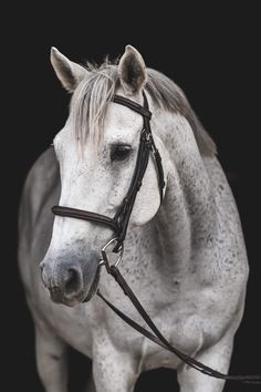 a white horse wearing a bridle in front of a black background