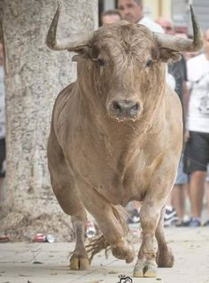 a bull is running down the street with people in the back ground watching from behind it