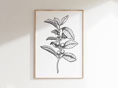 a black and white drawing of a plant with leaves in a frame on the wall