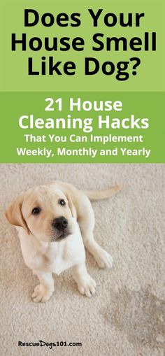 a yellow lab puppy sitting on the floor with text overlay that reads, does your house smell like dog?