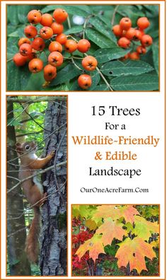 trees with berries and leaves on them, including the title for an article about wildlife and edible