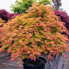 an orange and yellow tree in a pot