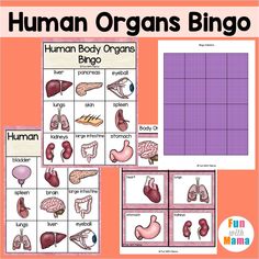 the human organs and their organ systems are shown in this printable activity sheet for kids