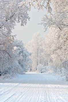 a snow covered road surrounded by trees and bushes