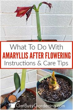 an amaryllis flower in a pot with the title what to do with amaryllis after flowering instructions and care tips