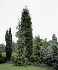 the tall trees are next to each other in the grass