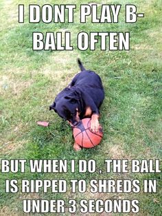 a black and brown dog with a basketball in its mouth