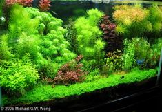 an aquarium filled with lots of green plants