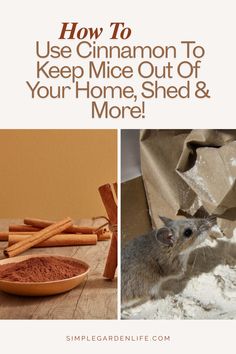 cinnamon sticks and a mouse tearing into a bag of flour. Natural Mice Deterrent, Diy Mice Repellent How To Get Rid, Natural Mouse Repellent For Home, Keep Mice Out Of House, How To Keep Mice Out Of Camper, How To Keep Mice Out Of Your House, How To Get Rid Of Mice, Diy Mouse Repellent, Diy Mice Repellent