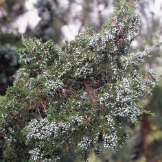 some white flowers are growing on a tree