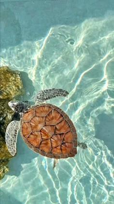 a sea turtle swimming in clear blue water