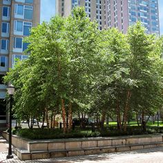 trees and benches in the middle of a city park