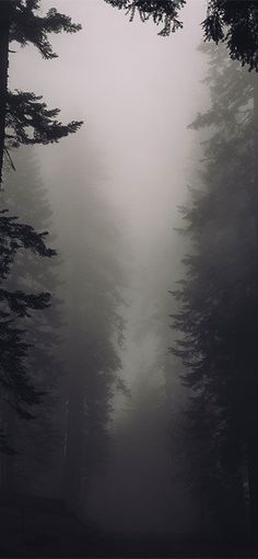 a foggy forest filled with lots of tall trees