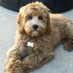 a brown dog laying on the ground next to a black object