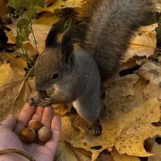 a squirrel is eating nuts from someone's hand