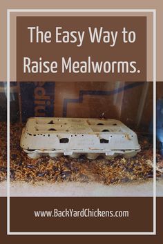 I have been raising mealworms for about six months now. In this article, I will show you how to raise the worms easily and without making all the mistakes I made. How To Raise Chickens For Eggs, Heavy Bloomer Chicken, Mealworm Farm Setup, How To Raise Mealworms, Mealworms Raising, Mealworm Farm Diy, Diy Mealworm Farm