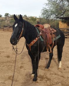 a black horse with saddle standing in the dirt