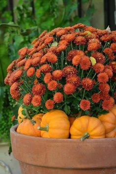 a large pot filled with lots of orange flowers