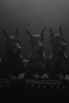 three doberman dogs sitting in the dark with their heads turned to look like they are looking at something