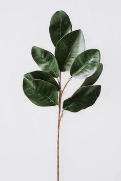 Nadine Stay, Magnolia Leaf, Faux Greenery, Magnolia Leaves, Plant Wallpaper, Home Renovations, Real Plants, Design Advice