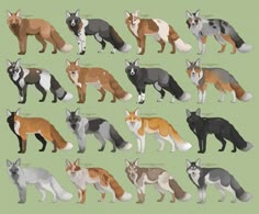 an image of many different colored dogs