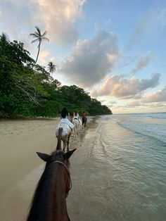 several people riding horses on the beach near the water's edge and palm trees